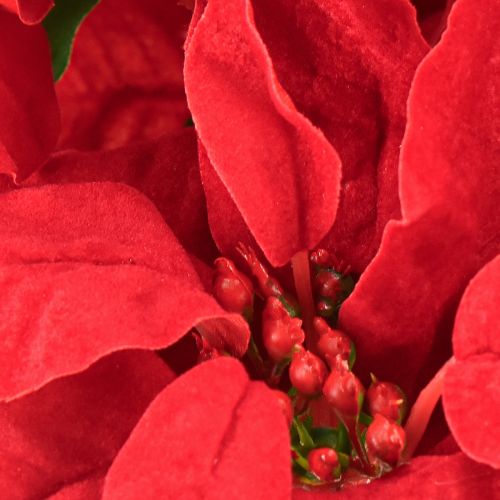 Artikel Julstjärna Röd Konstväxt 5 Blommor 40cm