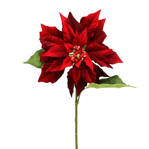 Floristik24 Julstjärna röd 70cm