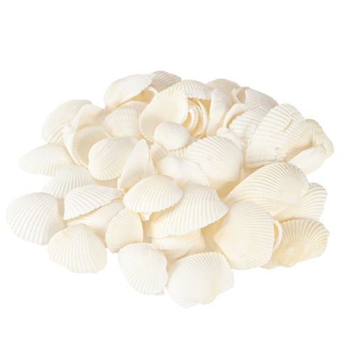 Floristik24 White Shells Dekorativa Cockles 2-3,5cm 300g × 2st