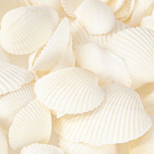 Floristik24 White Shells Dekorativa Cockles 2-3,5cm 300g × 2st