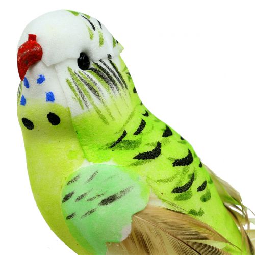 Floristik24 Budgie på klämma grön 13cm 6st