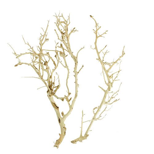 Floristik24 White Bush blekt 5 st