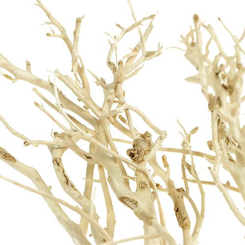 Floristik24 White Bush blekt 5 st