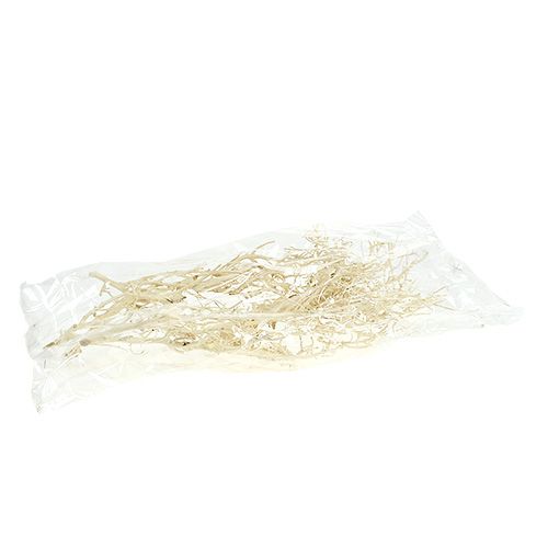 Floristik24 White Bush blekt 5 st