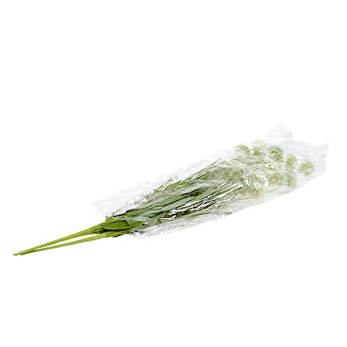 Floristik24 Ängsblommor vita L60cm 3st