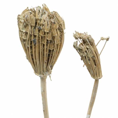 Floristik24 Wildflower Bunch, naturlig rölleka, tvättad vit 30–60cm 150g