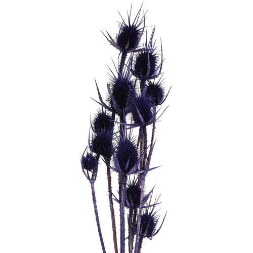Floristik24 Wild Teasel Torkade Blommor Teasel Thistles Lila 55cm 10 huvuden