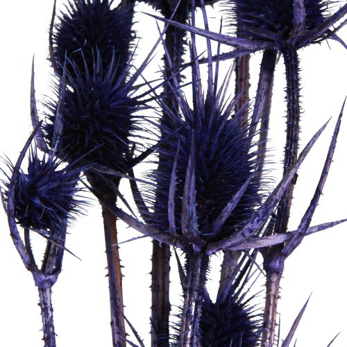 Artikel Wild Teasel Torkade Blommor Teasel Thistles Lila 55cm 10 huvuden