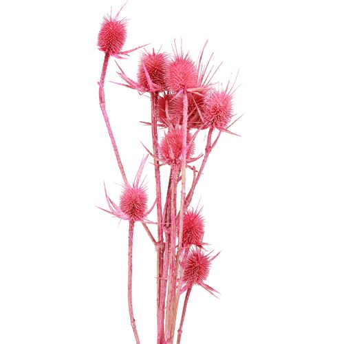 Artikel Wild cardoon torr dekoration kort tistel 53cm 10 huvuden 3 st