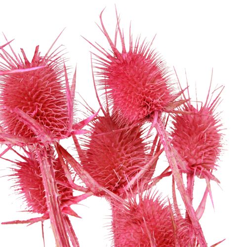 Artikel Wild cardoon torr dekoration kort tistel 53cm 10 huvuden 3 st
