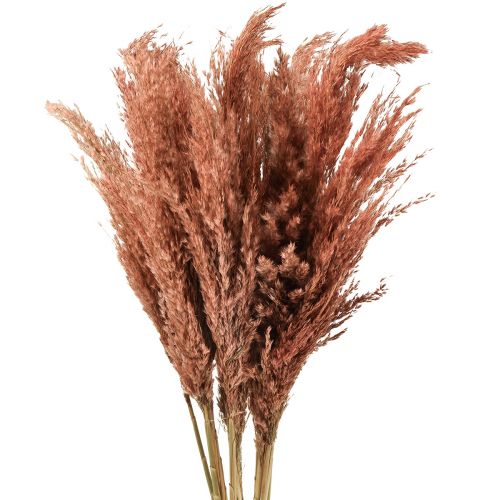 Artikel Wilde Reed Plume Reed Torrdekoration Aprikos 75cm 10 st