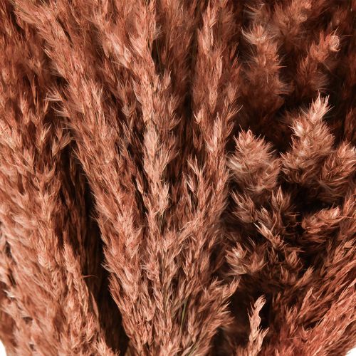 Artikel Wilde Reed Plume Reed Torrdekoration Aprikos 75cm 10 st