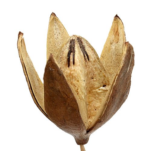Artikel Vildlilja på stam naturlig färg Ø6,5cm L55cm 45 st