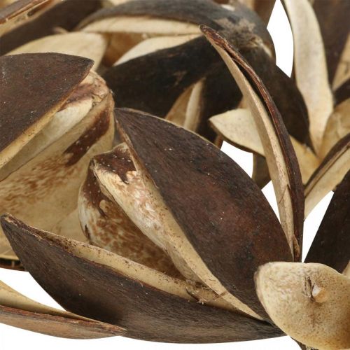 Artikel Vildlilja naturlig dekoration exotiska torkade blommor 6-8cm 50 st