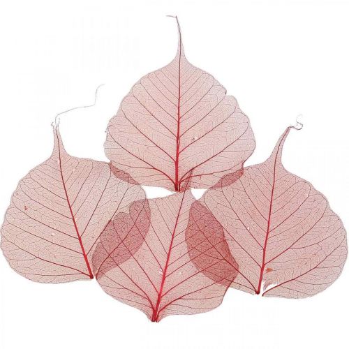 Floristik24 Skeletoniserat Willow Leaf Röd, Willow Skeleton, Veil Leaf 200 st