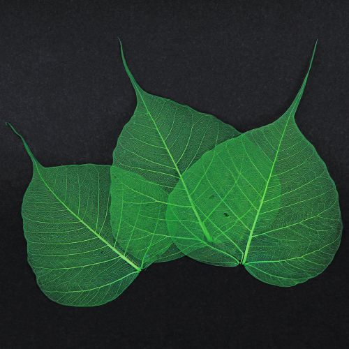 Artikel Pilblad skelettiserade gröna naturliga dekorationsblad 200 stycken