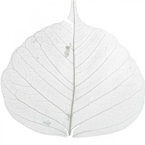 Artikel Blekta skelettblad Pilblad skelettiserade 8-10cm 300 st
