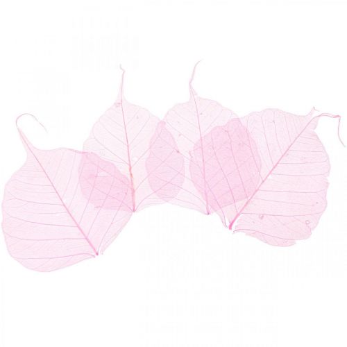 Floristik24 Skelettblad Pilblad skeletoniserade rosa 5-9cm 200 st