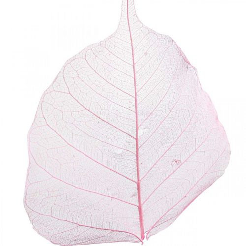 Artikel Skelettblad Pilblad skeletoniserade rosa 5-9cm 200p