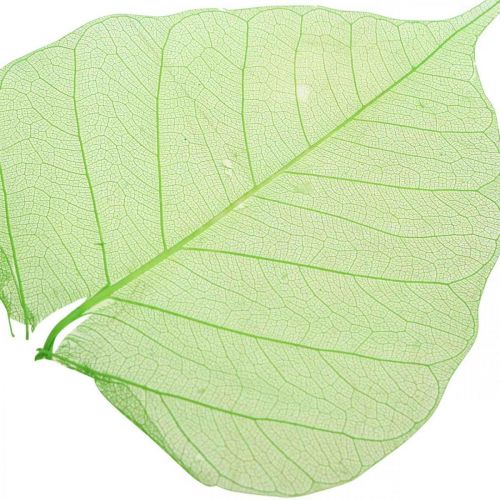 Floristik24 Pilblad skelettiserade, vårdekoration, dekorativa blad gröna 200 st
