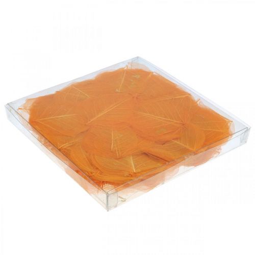 Floristik24 Pilblad skelettiserade orange torr dekoration 200 st