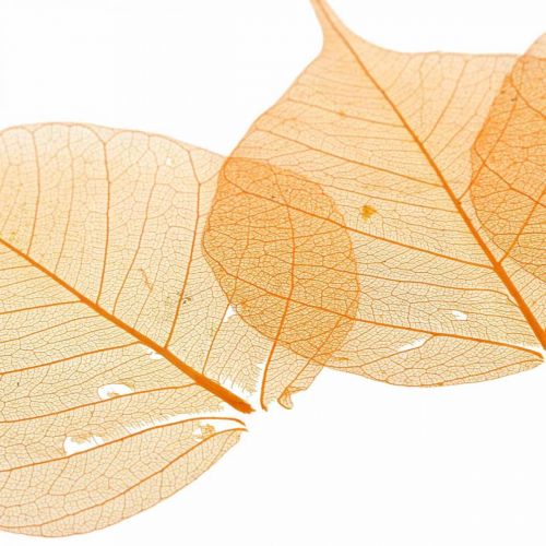 Floristik24 Pilblad skelettiserade orange torr dekoration 200 st