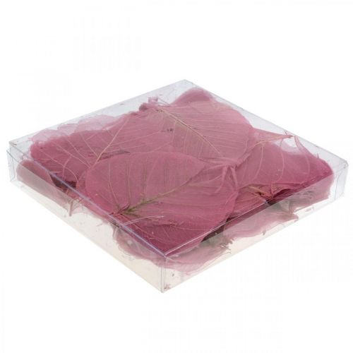 Floristik24 Skelettblad Pilblad skelettiserade gammalrosa 10-15cm 200 st