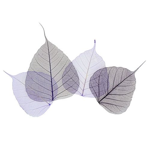 Floristik24 Pilblad skelettiserade lila sort. 200 stycken