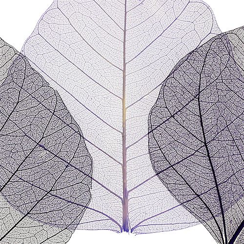 Floristik24 Pilblad skelettiserade lila sort. 200 stycken
