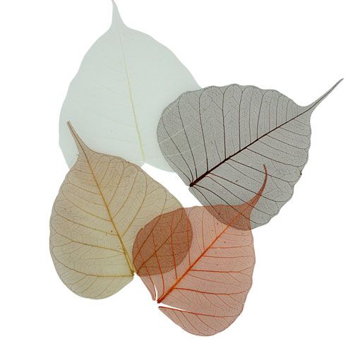 Floristik24 Willow Leaves Skeleton Cream/Brown 200p.