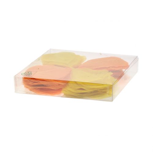 Floristik24 Pilblad skelettgula, orange 200 st