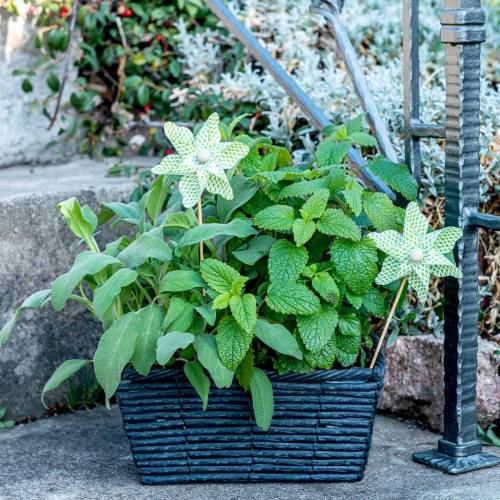 Floristik24 Väderkvarn Mini Grön-Vit Ø9cm 12p
