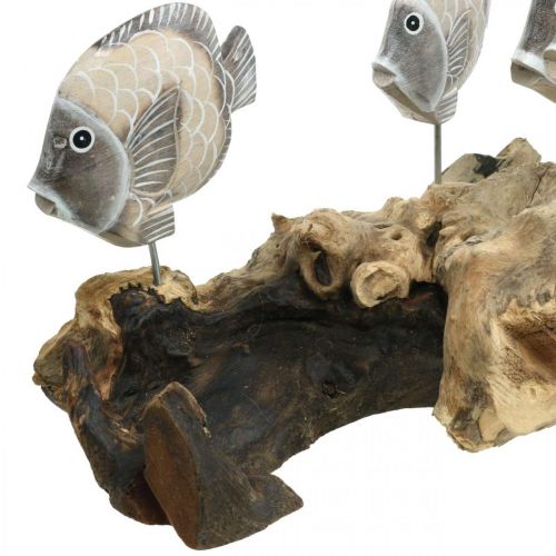 Floristik24 Prydnadsfisk på rotved Maritime dekorativa figurer Brun 38cm