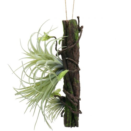 Floristik24 Rot med tillandsia för att hänga 26 cm