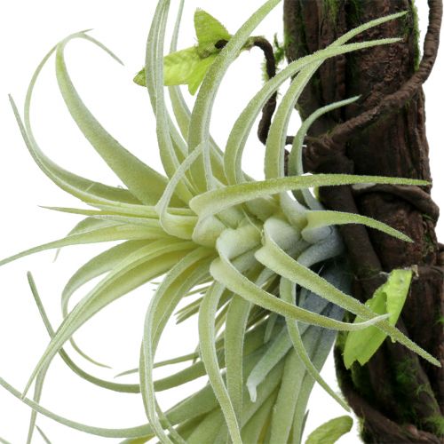 Floristik24 Rot med tillandsia för att hänga 26 cm