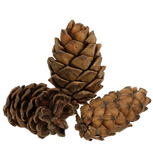 Floristik24 Koner natur 9cm - 10cm 6 st