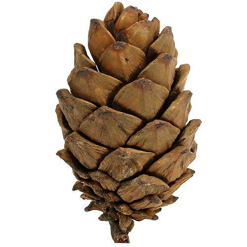 Floristik24 Koner natur 9cm - 10cm 6 st