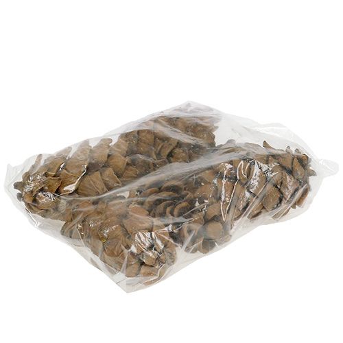 Floristik24 Koner natur 9cm - 10cm 6 st