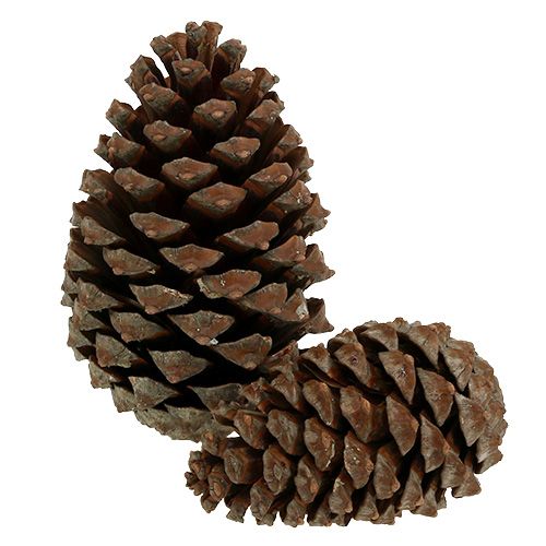 Artikel Kottar Pinus Maritima 10cm - 15cm Natur 3 st