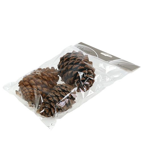 Artikel Kottar Pinus Maritima 10cm - 15cm Natur 3 st