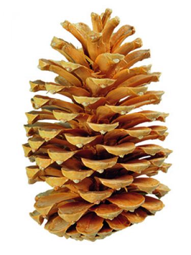 Floristik24 Maritima strutar grädde / vanilj blandad 25st GAMLA ART