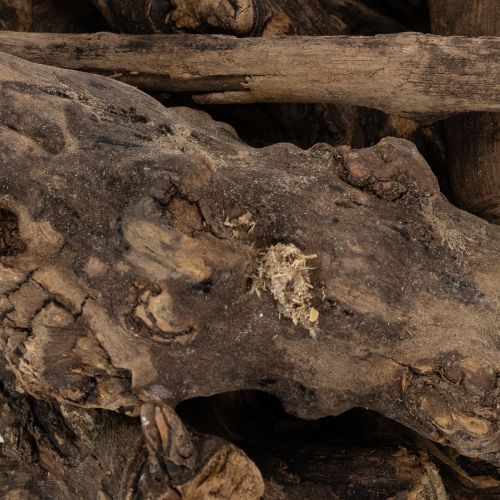 Artikel Förtrollande dekorativa trärötter för ditt hem