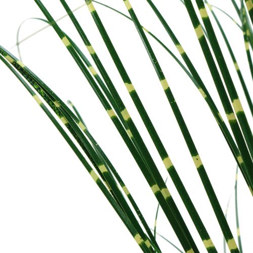 Floristik24 Zebragräs i kruka Grön 60cm