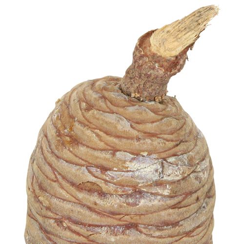 Artikel Cederkottar dekorativ ceder natur 9-10,5cm 3 st