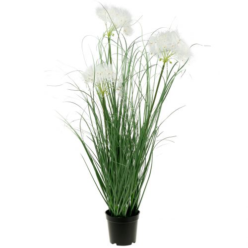 Prydnadsgräs med vita frön grön H73cm