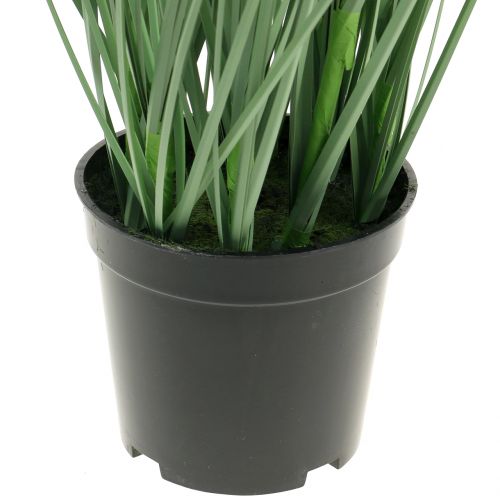 Floristik24 Prydnadsgräs med vita frön grön H73cm