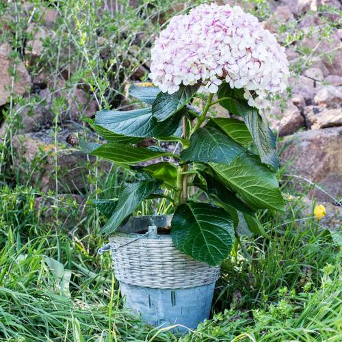 Floristik24 Zinkhink med korgkorg Ø32cm H27,5cm