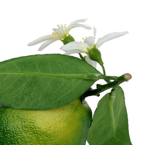 Floristik24 Citroner med blomma 9,5cm grön 4st