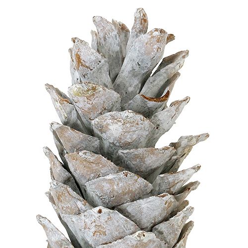 Floristik24 Sockerkottar, vitkalkade 20cm - 30cm