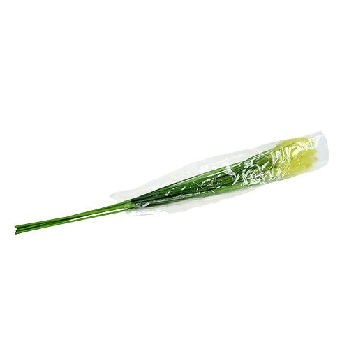 Floristik24 Lökgräs 68cm grön 6st